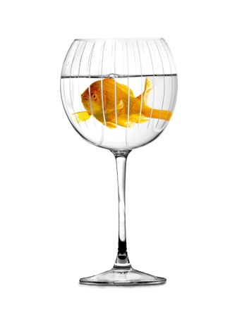 vibrant gold fish swimming in stylish glass gobletの写真素材