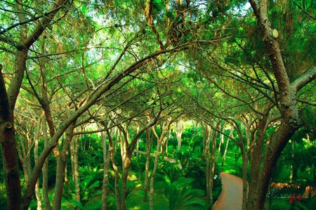 with tall trees and palmsの写真素材
