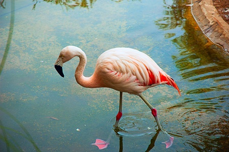 walking in the lakeの写真素材