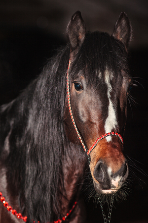 Bay stallion portrait isolated on black. Orlov trotter horse.の写真素材