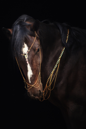 Bay stallion portrait isolated on black. Orlov trotter horse.の写真素材