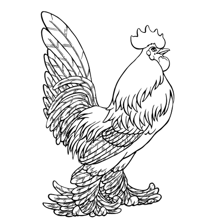 Proud rooster black contour line on white background. Fiery cock, chicken a symbol of the Chinese new year 2017. Vector illustration. Vintage.のイラスト素材