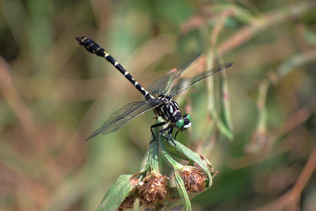 Dragonfly Onychogomphus forcipatus profileの写真素材