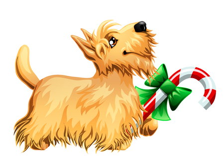 Scottish Terrier and candy caneのイラスト素材