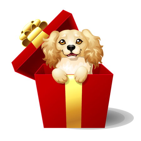 Cocker Spaniel in a gift boxの写真素材