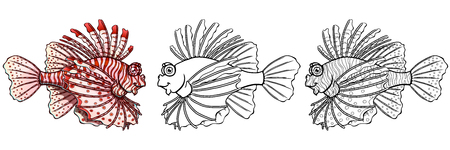 Loinfish colorfull on a white backgroundの写真素材