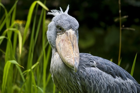 The Shoebill (Balaeniceps rex) also known as Whalehead or Shoe