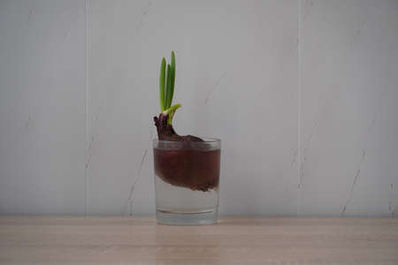 onion in a glass
