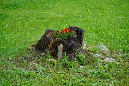 flowers growing from a tree stumpの写真素材