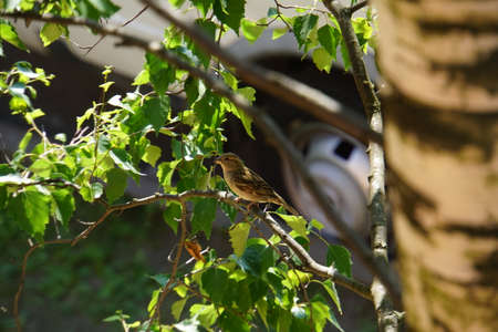 little bird sitting on a tree branch