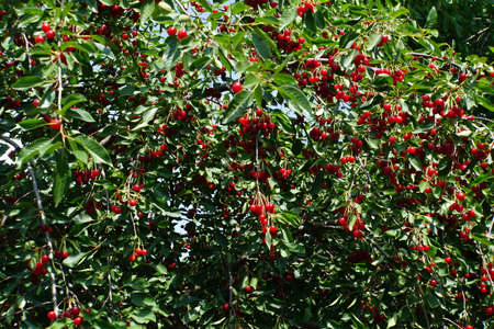 tree branches with cherry fruits