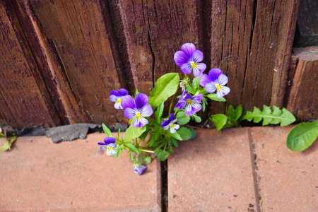 small flowers growing from a gap in the decorative coating