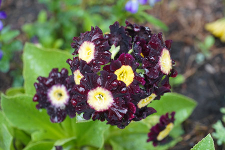 garden flowers in water dropsの写真素材