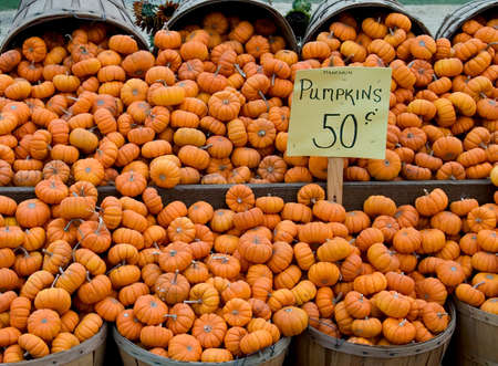 Mounds of the Munchkin variety of pumpkins in baskets for sale.の写真素材