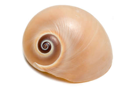 A small seashell isolated on a white background.