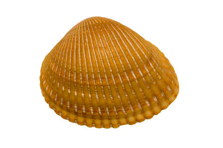 Small seashell isolated on white background and with clipping path for easy background change.