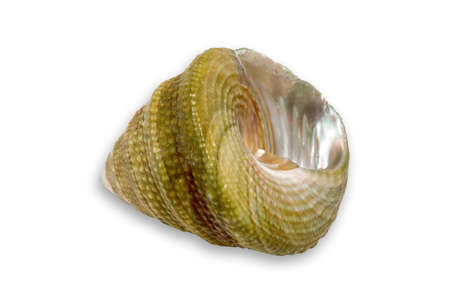 Small seashell isolated on white background and with clipping path for easy background change.