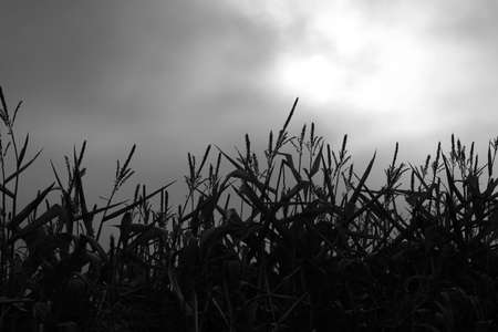 Cornstalks silhouetted against a gloomy sky.の写真素材
