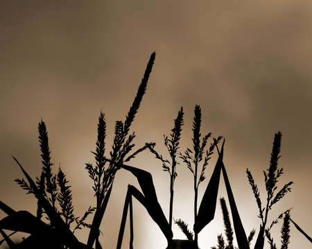Silhouetted cornstalks before a moody sky.の写真素材