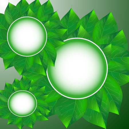 vector illustration of green leaves and white framesのイラスト素材