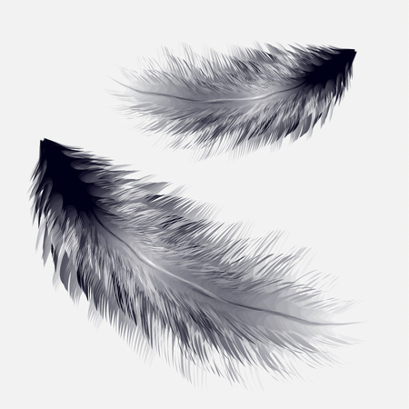 Vector illustration of realistic bird featherのイラスト素材
