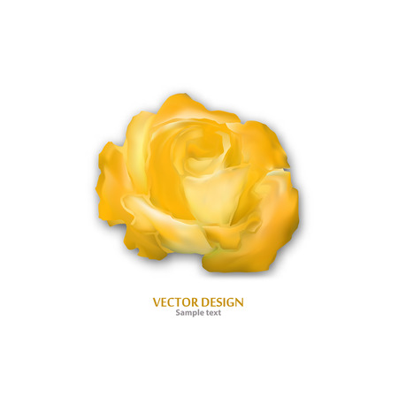 Modern romantic isolated bright abstract rose on white background. Rose flower vector icon logo template. Template for your business. Creative abstract colorful concept - vector graphicsのイラスト素材