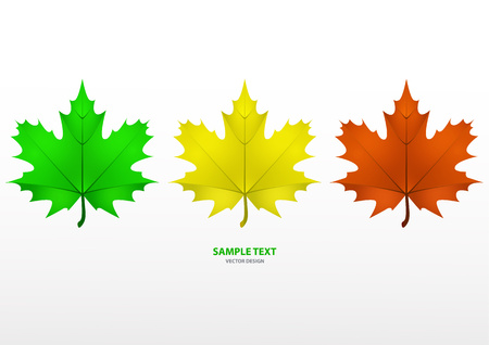 Set of isolated multi-colored maple leaves on a white background. Vector illustrationのイラスト素材