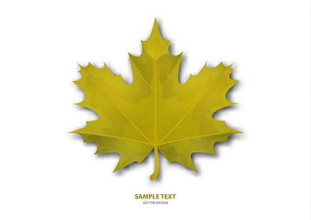 Realistic yellow maple leaf on white background. Vector eps10 illustration - Vector graphics.のイラスト素材