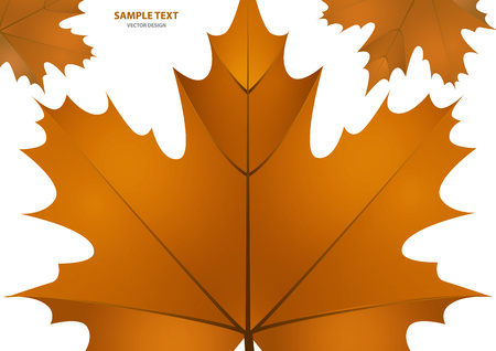 Set of isolated brown maple leaves on a white background. Vector illustrationのイラスト素材