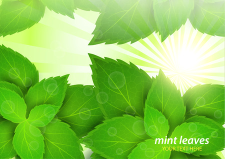 Fresh mint in the bright rays of the sun. Menthol is a healthy scent. Herbal natural plant. Green mint leaves. Vector illustration for your design.のイラスト素材