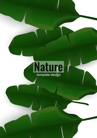 Composition of exotic palm banana leaves on a white background. Botanical vector illustration for advertising.のイラスト素材