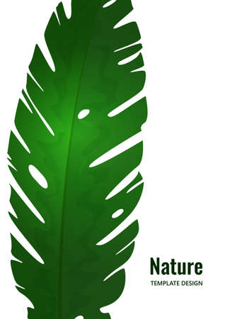 Isolated exotic tropical leaf on a white background. Template for your design. Vector illustrationのイラスト素材