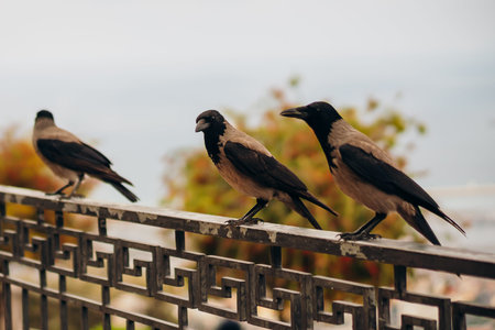 A group of three gray and black hooded crows sitting in a row on a steel fence with geometric patterns. Blurred autumn leaves and a sea horizon are visible in the background. Natural urban wildlife moment.