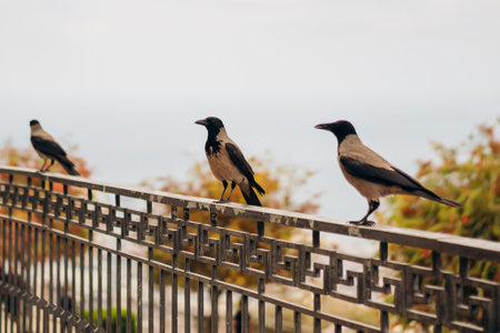 Three hooded crows standing in a line on a geometric steel fence. A wide shot showing birds in an urban environment with blurred autumn foliage and a soft sky. Great for urban wildlife storytelling.