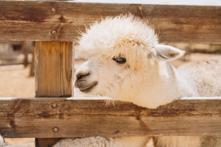A close-up of an alpaca's face, with the animal peering through a wooden fence.