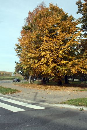 Herbstbaum の写真素材