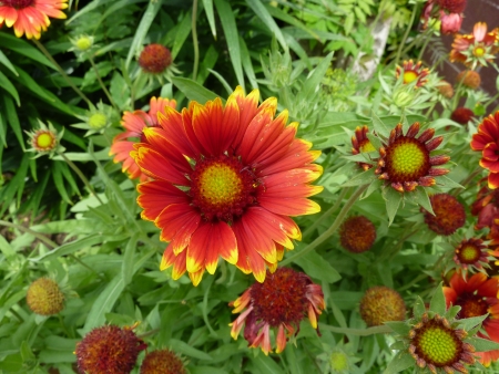 blooming Flowerの写真素材