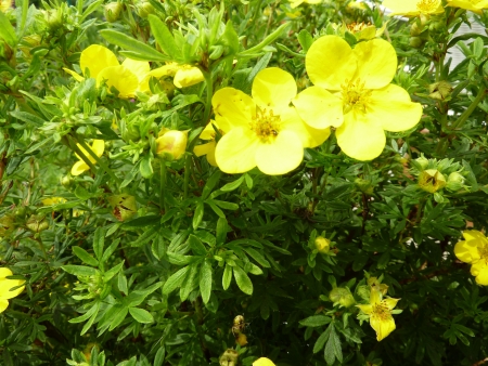 blooming Flowerの写真素材