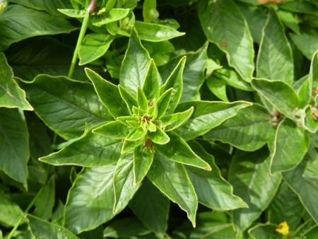 blooming Flowerの写真素材