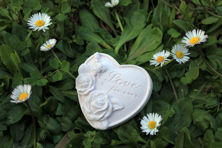 daisies and heartの写真素材