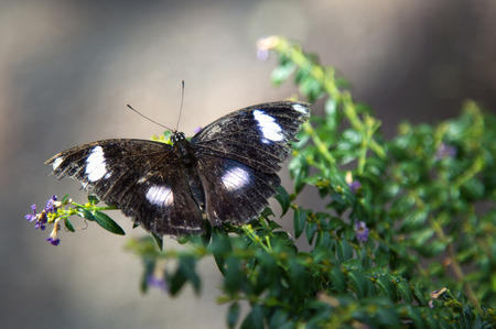 Great eggfly butterfly, hypolimnas bolinaの写真素材