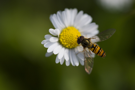 Bee gathering pollen on daisy