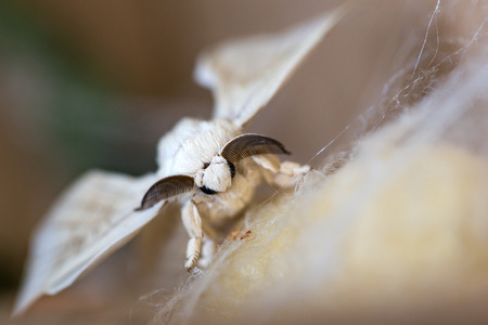 silk on silk moth cocoonの写真素材