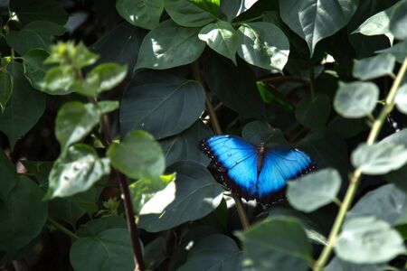 Blue Morpho Butterfly (Morpho Peleides)
