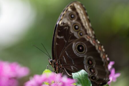Blue Morpho Butterfly (Morpho Peleides)