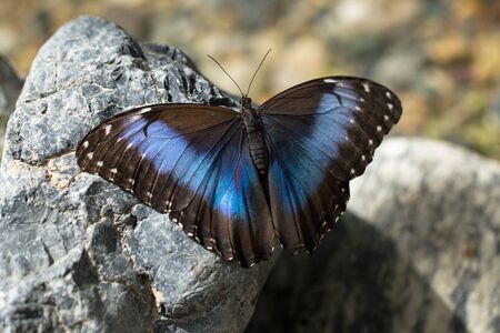 Blue Morpho Butterfly (Morpho Peleides)の写真素材