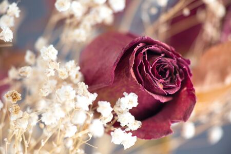 Close up of a dry old roseの写真素材