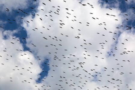 Stork migration. blue sky and white clouds background.の写真素材