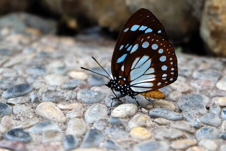 malay tiger butterfly on groundの写真素材