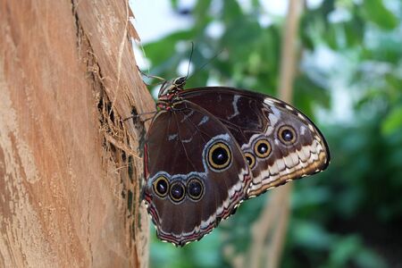 Blue Morpho Butterfly (Morpho Peleides)の写真素材